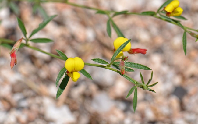 Lotus wrightii, Red and Yellow Pea, Southwest Desert Flora